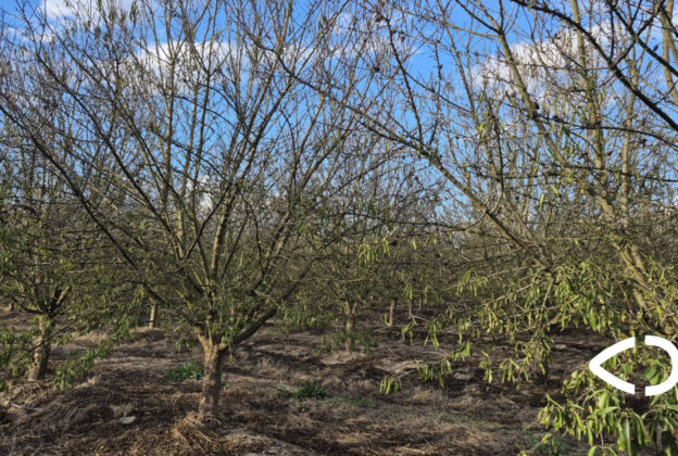 El origen de nuestra almendra ibérica