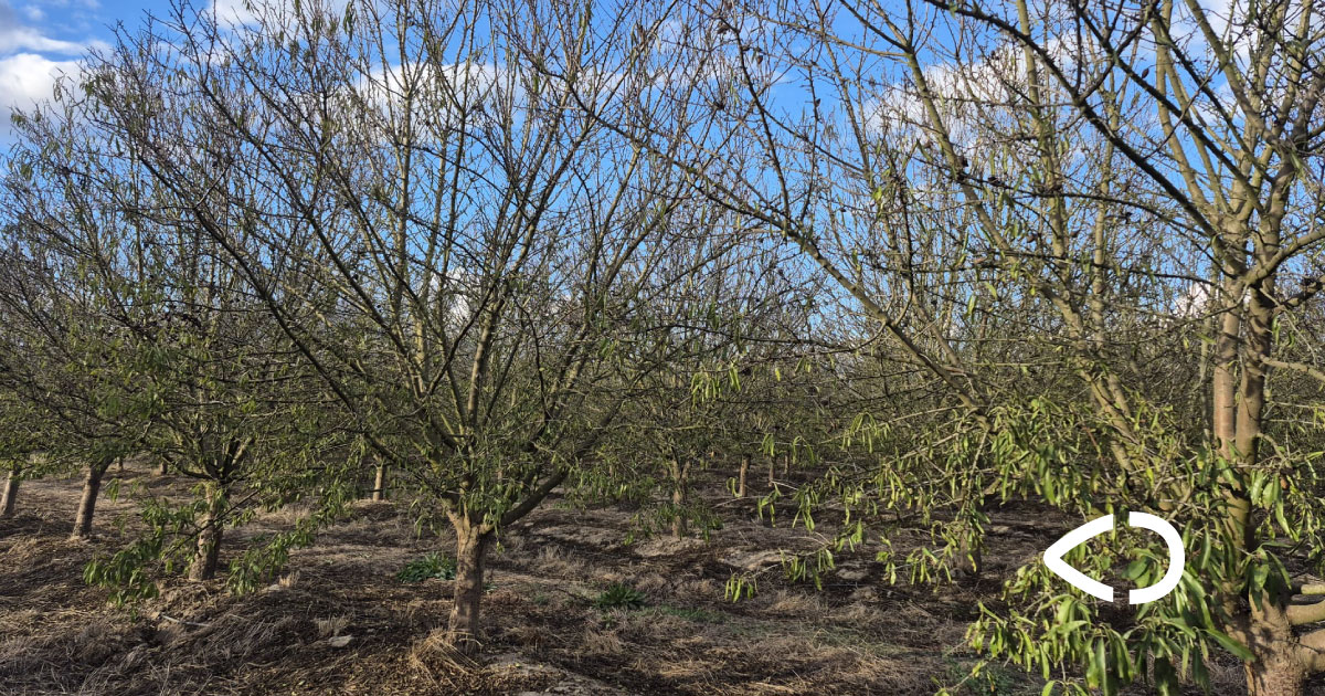 El origen de nuestra almendra ibérica
