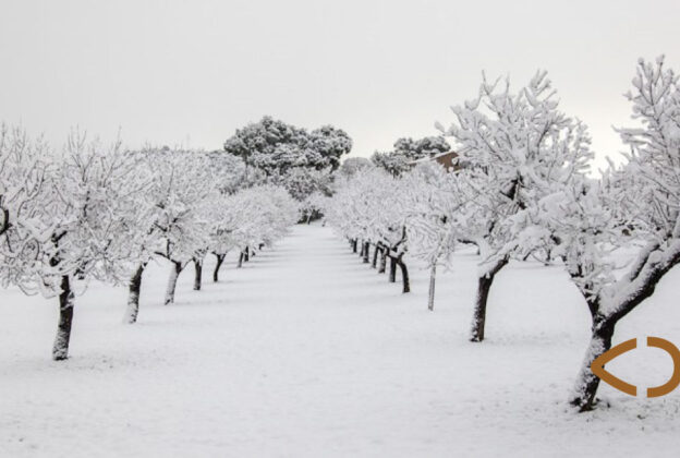 ¿Cómo afectan las primeras nevadas a los almendros?