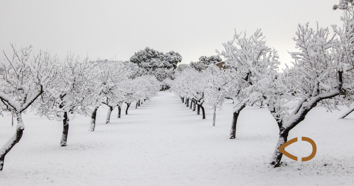 ¿Cómo afectan las primeras nevadas a los almendros?