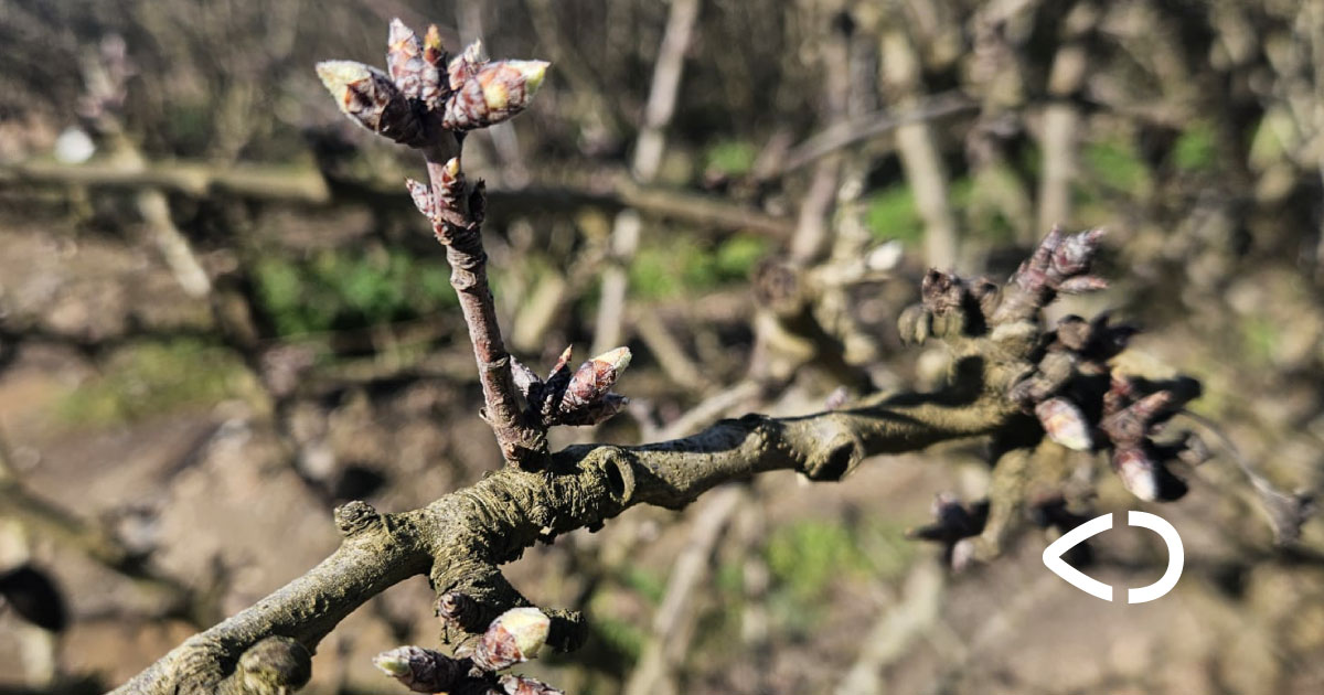¿Sabías qué es la dormancia de los almendros?