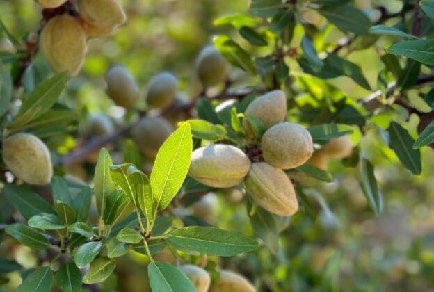 Julio en el almendro: así se prepara el campo para la cosecha