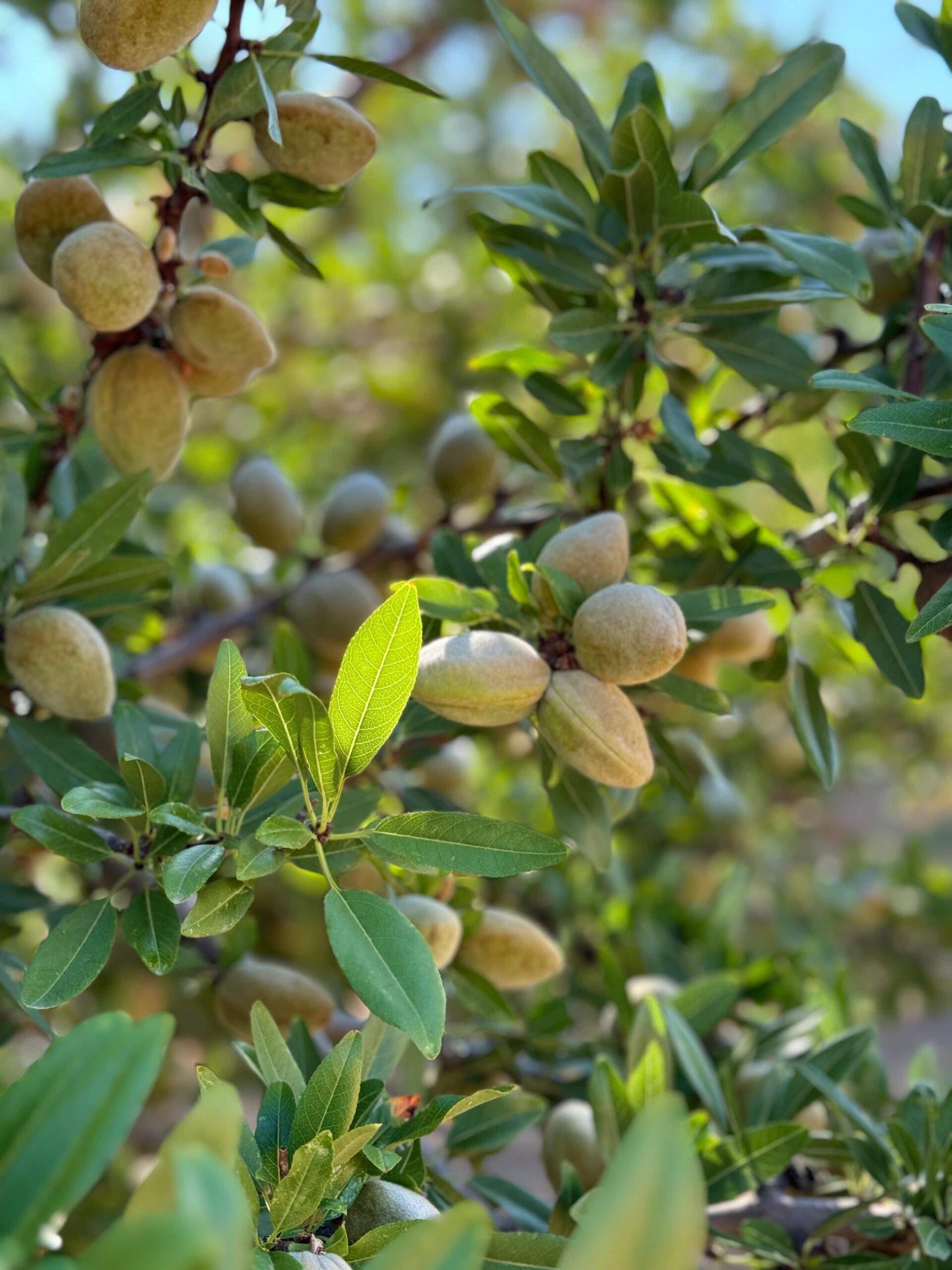 Julio en el almendro: así se prepara el campo para la cosecha