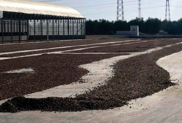  Agosto, tiempo de recolección y secado de la almendra ibérica