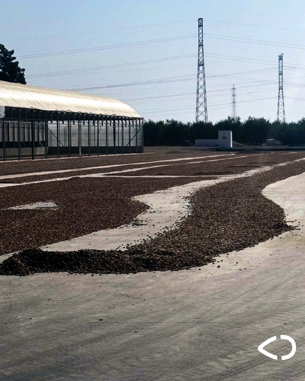  Agosto, tiempo de recolección y secado de la almendra ibérica